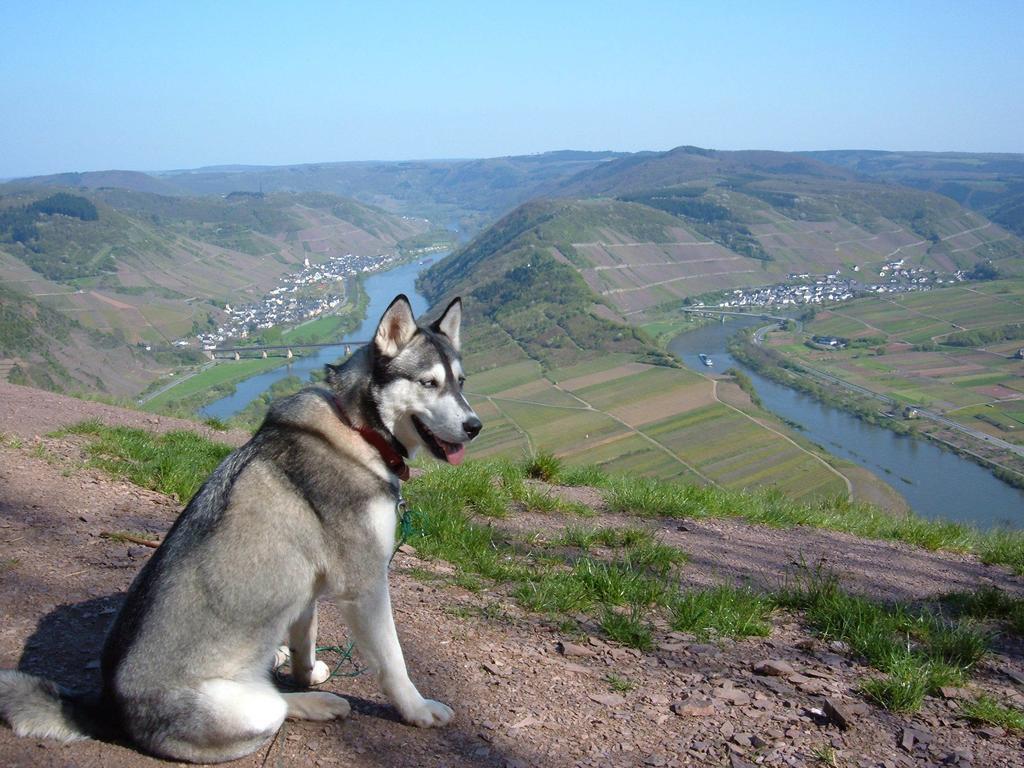 Kleines Winzerhauschen Villa Bremm Oda fotoğraf